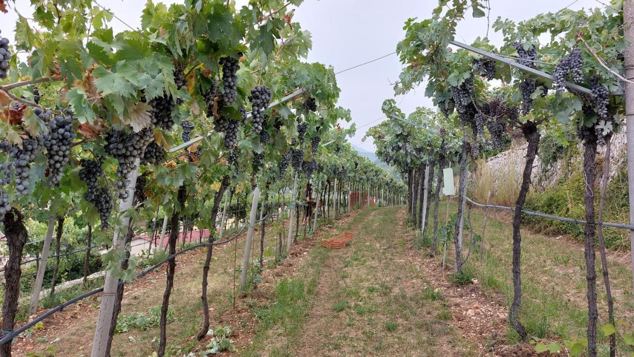 Azienda Agrituristica Corteforte فومانه المظهر الخارجي الصورة