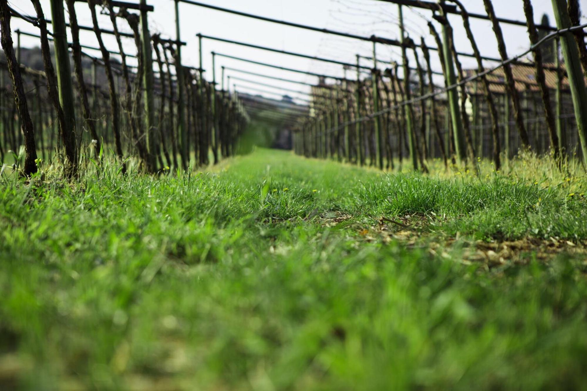 Azienda Agrituristica Corteforte فومانه المظهر الخارجي الصورة