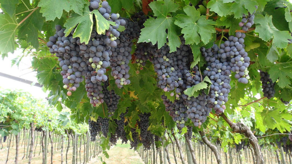 Azienda Agrituristica Corteforte فومانه المظهر الخارجي الصورة
